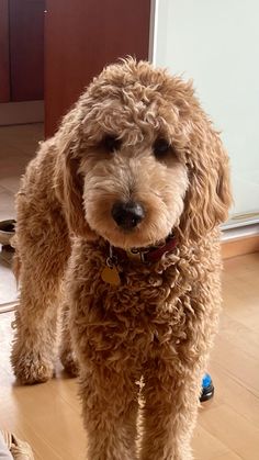 a brown dog standing on top of a hard wood floor