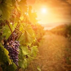 a bunch of grapes hanging from a vine in the sun setting on a farm field