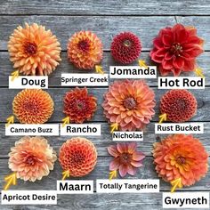 different types of flowers are shown in this image with the names on it and below them