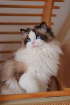 a cat sitting in a chair with blue eyes