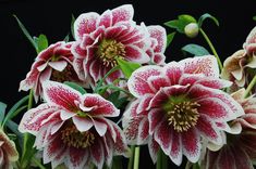 pink and white flowers with green leaves on black background