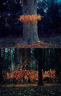 two different pictures of trees in the woods with leaves falling from them and one has an orange tree trunk