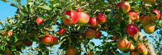 an apple tree filled with lots of ripe fruit