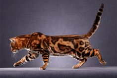 a tiger cat walking across a gray background