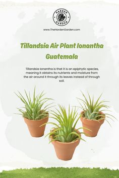 three potted plants are shown in front of a white background with the words,'til