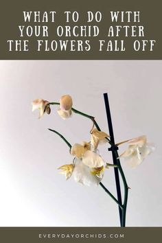 flowers with the words, what to do with your orchid after the flowers fall off