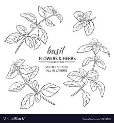 basil flowers and herbs collection hand drawn