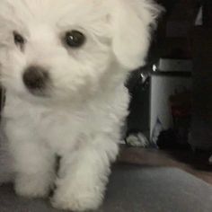 a small white dog standing on top of a rug