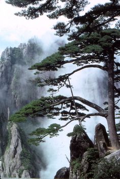 pine trees on the side of a mountain with mist in the air and fog coming from behind them