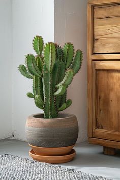 a cactus in a pot on the floor next to a dresser