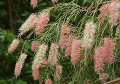 pink flowers are growing on the side of a building in front of some green trees