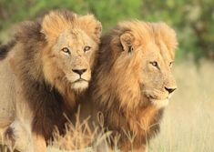 two lions standing next to each other in tall grass