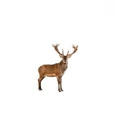 a deer standing in front of a white background