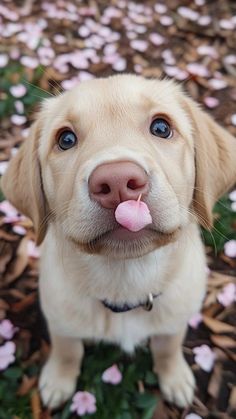 a close up of a dog with its tongue hanging out and flowers in the background