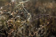 a spider web hanging from a tree branch