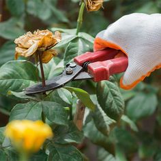 someone is cutting the flowers with scissors to prune them in their garden, and they are ready to be cut