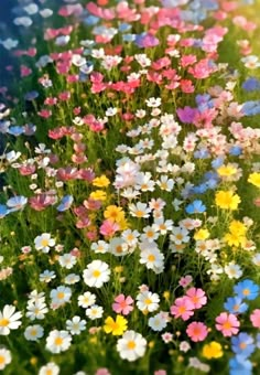 many different colored flowers in the grass