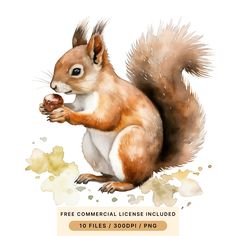 a watercolor painting of a squirrel holding a nut in its paws with the caption free commercial license included 10 files / 300pii / png