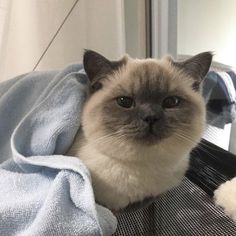 a cat sitting on top of a bed next to a window