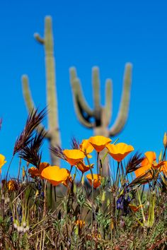 some yellow flowers are in the grass and there is a cactus behind them with blue sky