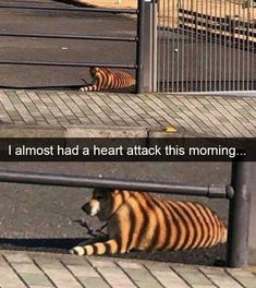 a tiger laying down on the ground next to a fence and another animal with its mouth open