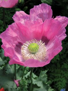 two pink flowers with green leaves in the foreground and one red flower in the background