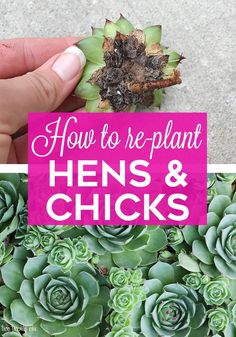 how to re - plant hens and chicks in the garden with text overlay