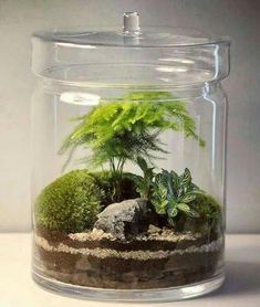 a glass jar filled with plants and rocks