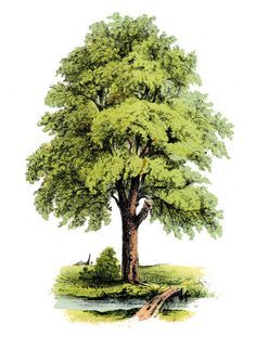 an illustration of a tree with green leaves on the ground and water in the foreground