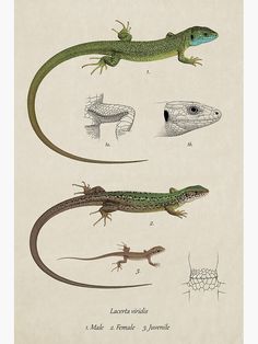 an image of lizards and other animals in different stages of development from the earliest to the present day