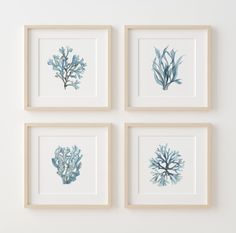 four framed art pieces with blue and white corals in them on a white wall