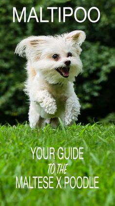 a small white dog running in the grass with text overlay that reads, your guide to the maltesee x poodle