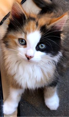 a kitten with blue eyes sitting on the ground