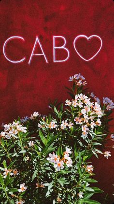 the word cabo written in neon letters on a red wall next to some flowers