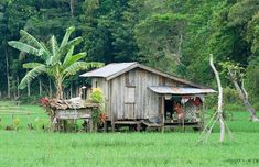 an old shack in the middle of a lush green field