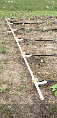 rows of plants are lined up on the ground with hoses attached to them in an open field