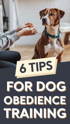 Six Tips for Successful Dog Obedience Training 🐶 – Perfect for First-Time Dog Owners Positive Reinforcement Dog Training, Therapy Dog Training, Dog Obedience Training, Training Ideas, Therapy Dog, Good Behavior, Dog Training Advice, Mental Stimulation, Puppy Training Tips