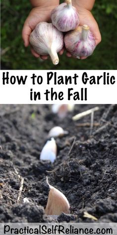 how to plant garlic in the fall