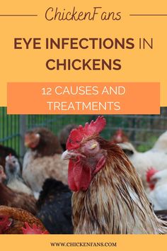 chickens with text that reads chicken fans eye infos in chickens 12 cause and treatments