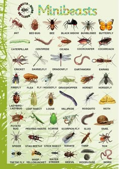 a poster with many different types of bugs