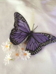 a purple butterfly sitting on top of white flowers