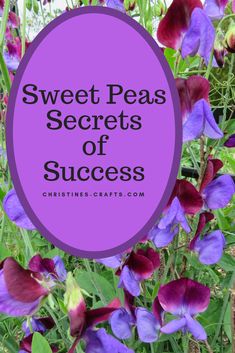 purple flowers with the words sweet peas secrets of success on it in front of them