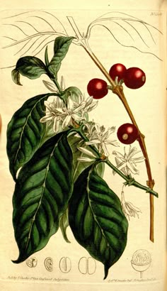 a drawing of some red berries on a branch with white flowers and leaves around it