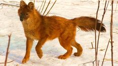 a small brown dog walking across snow covered ground