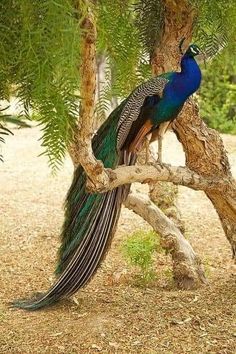 a peacock sitting on top of a tree branch