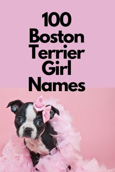 a small dog wearing a pink dress with the words boston terrier girl names