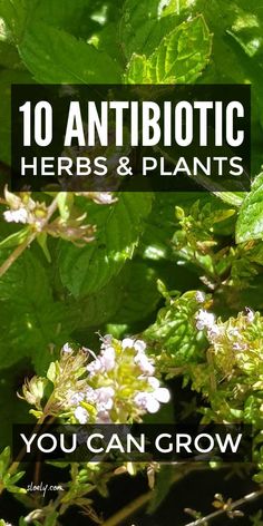 the words 10 antibiotic herbs and plants you can grow