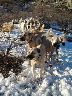 a herd of sheep standing on top of snow covered ground next to bushes and trees