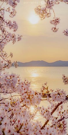 the sun is setting behind some cherry blossom trees in front of water with boats on it