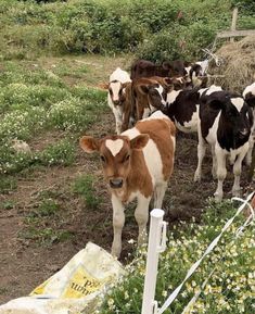 a herd of cows standing on top of a grass covered field